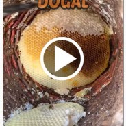 Pervari Karakovan Balı